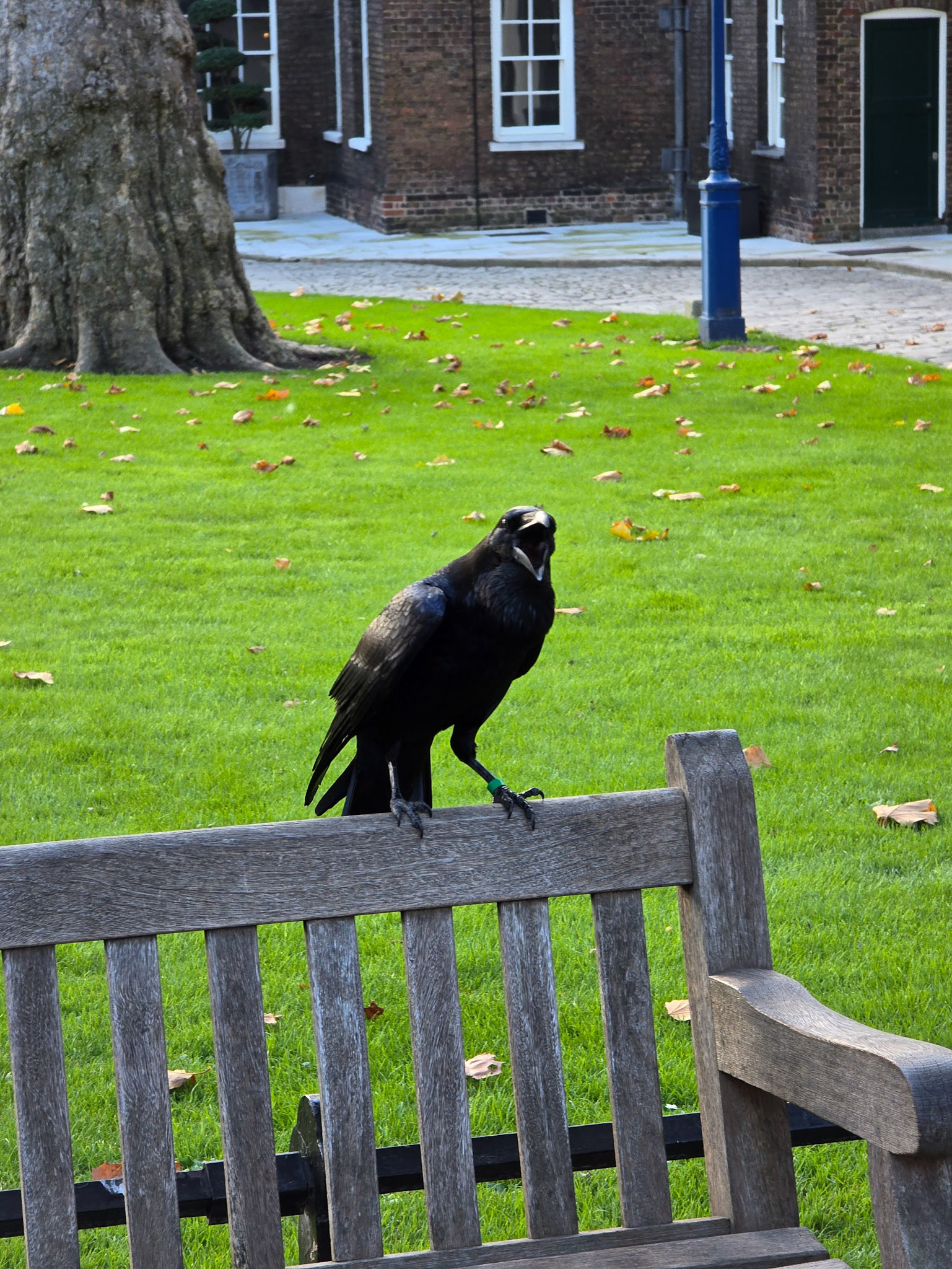 A black crow standing on the backrest of a wooden bench in a green park.